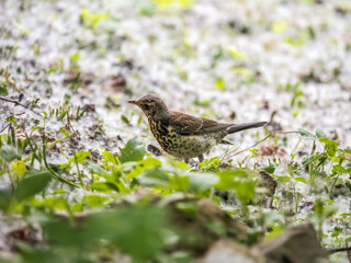 Wood bird Fieldfare, Turdus pilaris, on a sprng lawn.