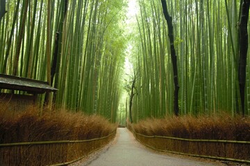 木漏れ日が光る嵯峨野の竹林です。