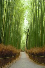 木漏れ日が光る嵯峨野の竹林です。