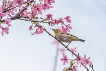 Bird warbling white-eye and sakura flower in springtime season