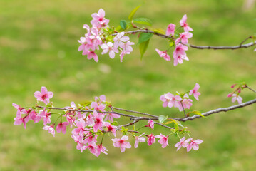 Closeup view of sakura flower in springtime season