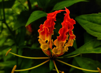 red and yellow flower