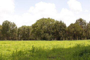 Fototapeta premium Treetops in summer autumn