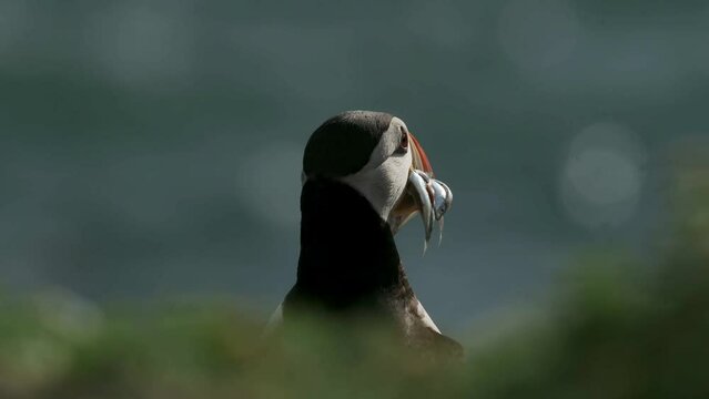 Puffin Close up Carrying Sand Eels in Front of Calm Atlantic Ocean, Coastal Bird Carrying Food from Behind Tall Grass, Pembrokeshire Coast National Park, Skomer Island, Wales, UK