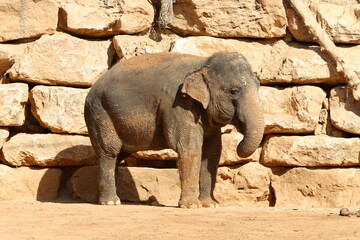 Naklejka premium An African elephant lives in a zoo in Israel.