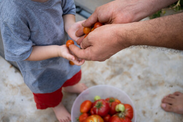 boy picking tomatoes in the garden