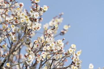 満開の梅の花