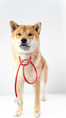 a dog and a stethoscope at a veterinarian's reception
