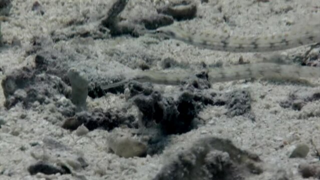 Spotted whistle fish on underwater coral reef in Red Sea. Spotted whistle or flute fish Fistularia tabacaria is species of ray-finned fish on coral reef.