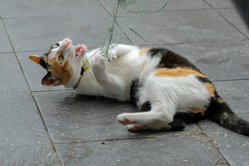 Fototapeta premium domestik cat