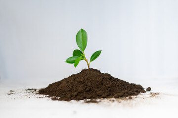 Young plant in pile of humus soil isolated