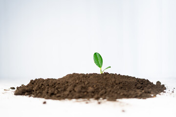 New plant grow in heap of soil isolated