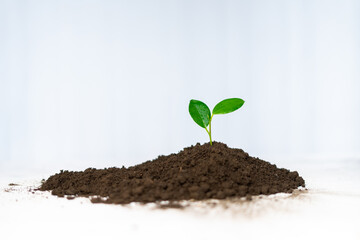 small plant grow from soil isolated