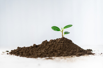 young plant growing in soil