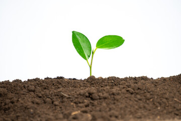 Young plant growing in soil isolated