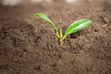 seedlings of young plants planted in the ground