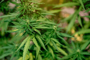 Mature marijuana flower with green leaves, organic plant Cannabis Sativa, bud of marijuana medicinal herb.