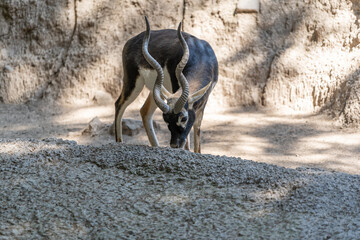 Blackbuck (Antilope cervicapra) in a beautiful zoo in the center of the Mexican capital, Mexico City.