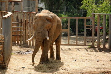 An African elephant lives in a zoo in Israel.