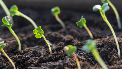 seedlings on the windowsill in the sunshine