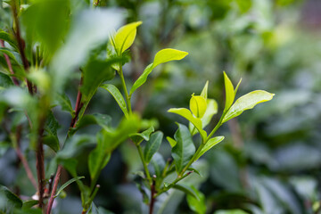 Fototapeta na wymiar Green tea tree plant field