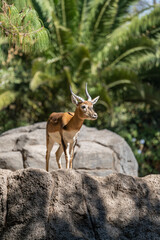 Impalas rest in a beautiful zoo in the center of the Mexican capital, Mexico City.