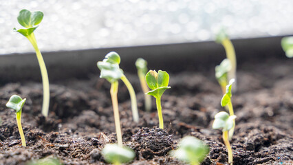 Melon seedlings in a tray, Sprouted seedlings are planted on black tray in the greenhouse.