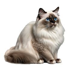 Animal Birman cat Design Elements Isolated Transparent Background: Graphic Masterpiece, Clear Alpha Channel for Overlays Web Design, Digital Art, PNG Image Format (generative AI