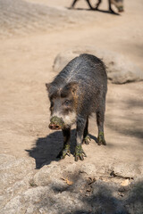 Collared Peccary are resting in a beautiful zoo in the center of the Mexican capital, Mexico City.