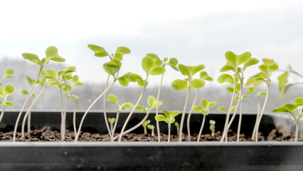 Melon seedlings in a tray, Sprouted seedlings are planted on black tray in the greenhouse.