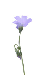 Purple shamrock or Love plant or Oxalis flowers. Closeuo small blue-purple flower bouquet isolated on transparent . The side of exotic flowers.