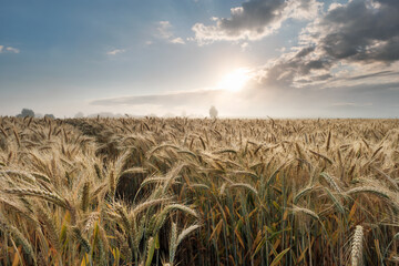 cornfield, wheat flour, rye flour, grain, corn, flour, bread, cornfield, wheat, Ukraine, Ukrajina,...