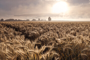 cornfield, wheat flour, rye flour, grain, corn, flour, bread, cornfield, wheat, Ukraine, Ukrajina,...