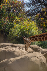 Beautiful giraffe in the zoo of the capital of Mexico.