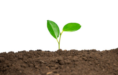 young plant in soil isolated