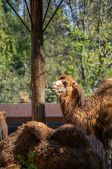 Dromedary Camel rest in a beautiful zoo in the center of the Mexican capital, Mexico City.