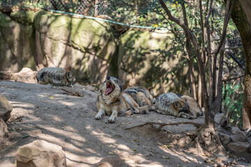Mexican wolf rest in a beautiful zoo in the center of the Mexican capital, Mexico City.