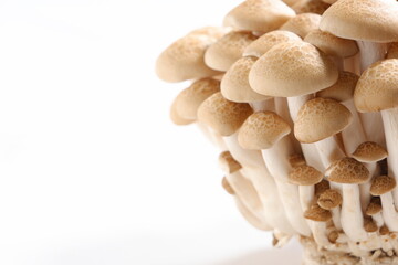 オルニチンをたくさん含んだブナシメジ