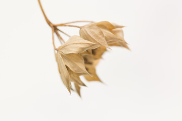 Dry flowers interior decoration art macro photography