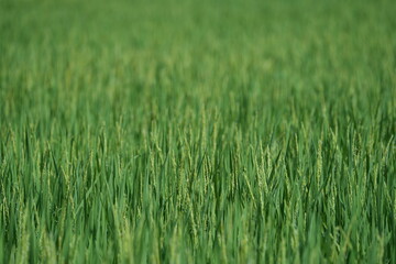 Plenty of green fields in the rainy season in thailand.