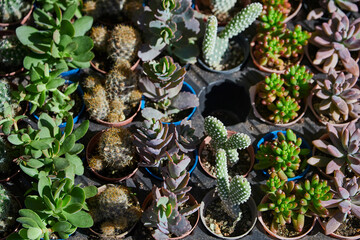 Rows of assorted  cactus, succulents in pots and mugs in a shop window