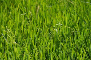 Green rice leaves at fertile agricultural rice field during rice planting season