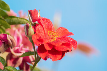 Dew drops on the petals of pink rose, flower of the woody perennial flowering plant of the genus...