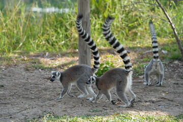 Furry lemurs roam the ground in search of food during the day.