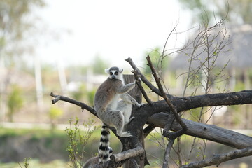 furry lemur perched on a branch to look into the distance, looking for food in thailand