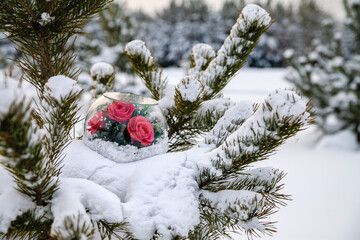 Red roses in a glass dome in the snow as a symbol of love. View from above. Valentine's Day concept.