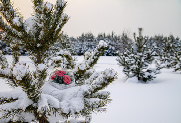 Red roses in a glass dome in the snow as a symbol of love. View from above. Valentine's Day concept.