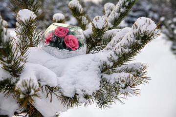 Red roses in a glass dome in the snow as a symbol of love. View from above. Valentine's Day concept.