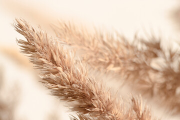 Minimalistic background with branches of a dry plant macro. Dry reed in beige color.