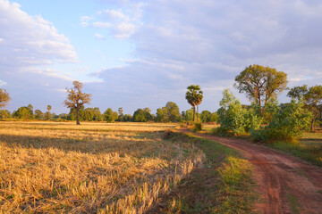 Picture of the rice plant that has just been cut